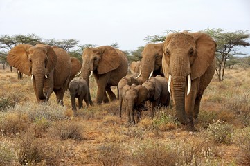 Fototapeta na wymiar African Elephant, loxodonta africana, Herd in Masai Mara Park, Kenya
