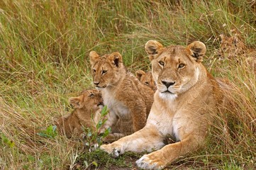 Fototapeta na wymiar African Lion, panthera leo, Mother with Cub, Masai Mara Park in Kenya