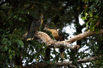 Hoatzin, opisthocomus hoazin, Los Lianos in Venezuela