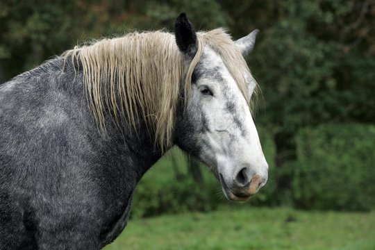 Portrait of Percheron Horse
