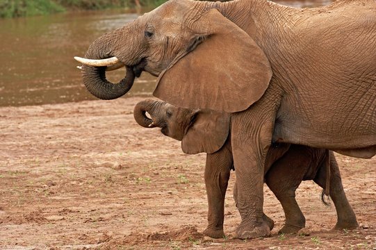 African Elephant, loxodonta africana, Mother and Calf drinking Water, Masai Mara Park in Kenya