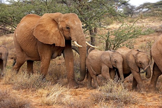 African Elephant, loxodonta africana, Herd in Masai Mara Park, Kenya