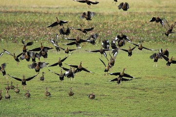 Red-Billed Whistling Duck, dendrocygna automnalis, Los Lianos in Venezuela
