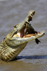 Spectacled Caiman, caiman crocodilus, Catching Fish in River, Los Lianos in Venezuela