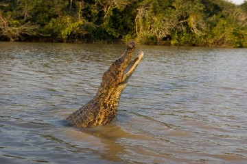 Spectacled Caiman, caiman crocodilus, standing in River, Los Lianos in Venezuela
