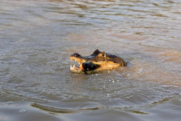 Fototapeta premium Spectacled Caiman, caiman crocodilus, Catching Fish in River, Los Lianos in Venezuela