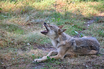 Europäischer Wolf