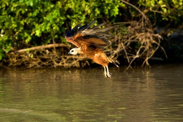 Black-collared Hawk, busarellus nigricollis in Flight, Fishing in River, Los Lianos in Venezuela