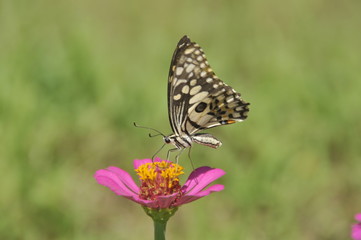 A butterfly feeding on a bright flower