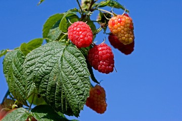 Raspberries, rubus idaeus, Normandy