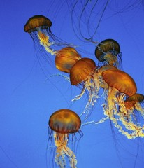 Purple-Stripped Jellyfish, pelagia noctiluca