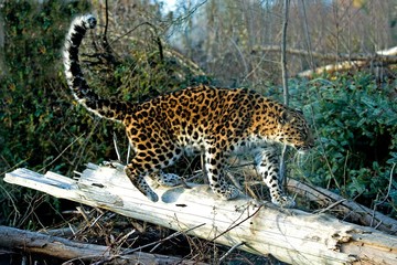 Amur Leopard, panthera pardus orientalis