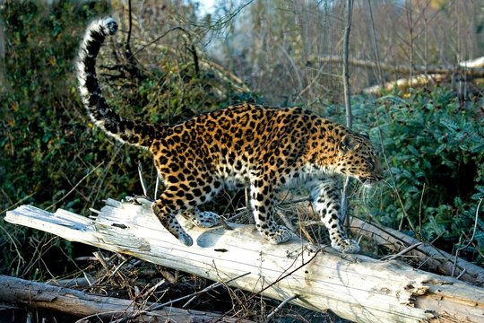 Amur Leopard, Panthera Pardus Orientalis