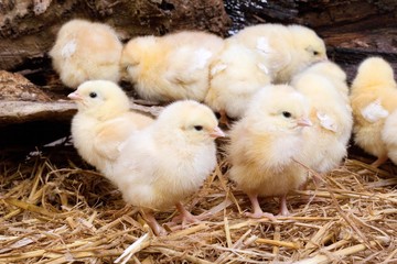 Chicks standing on Straw