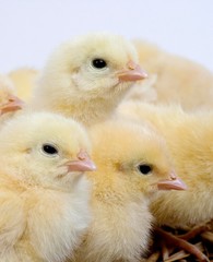 Chicks against White Background