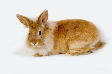 Red Dwarf Domestic Rabbit against White Background