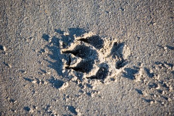 Paw Print of Dog in the Sand