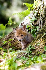 Red Fox, vulpes vulpes, Cub standing at Den Entrance, Normandy