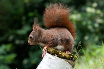 Red Squirrel, sciurus vulgaris, Normandy