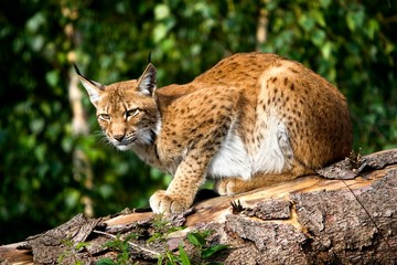 Siberian Lynx, lynx lynx wrangeli
