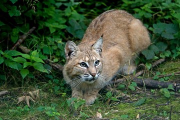 European Lynx, felis lynx