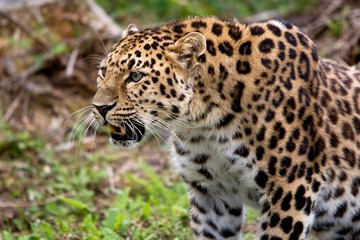 Fototapeta premium Amur Leopard, panthera pardus orientalis