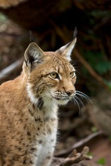 Siberian Lynx, lynx lynx wrangeli