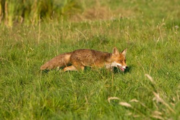Red Fox, vulpes vulpes, Normandy