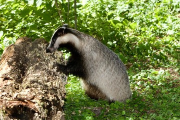 European Badger, meles meles, Normandy © slowmotiongli