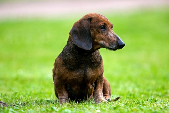 Old Smooth-Haired Dachshund sitting on Lawn