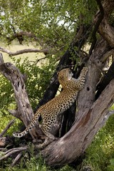 Fototapeta na wymiar Leopard, panthera pardus, 4 Months Old Cub Clawing, Namibia