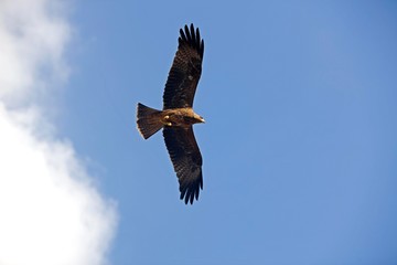 Black Kite, milvus migrans in Flight