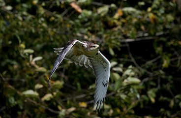 Ferruginous Hawk, buteo regalis in Flight