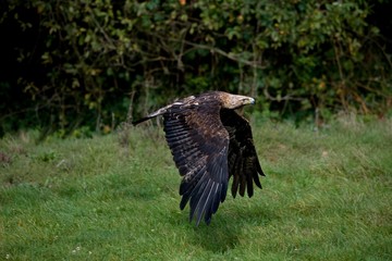 Imperial Eagle, aquila heliaca, in Flight