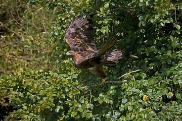 Golden Eagle, aquila chrysaetos, in flight