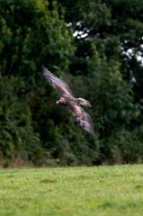 Golden Eagle, aquila chrysaetos, in flight