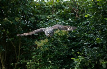 Great Grey Owl, strix nebulosa, in Flight