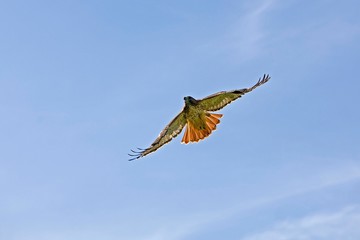 Red-Tailed Hawk, buteo jamaicensis in Flight