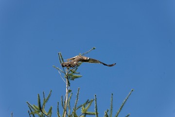 Red-Tailed Hawk, buteo jamaicensis in Flight