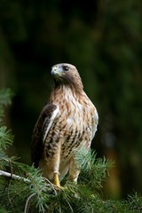 Red-Tailed Hawk, buteo jamaicensis