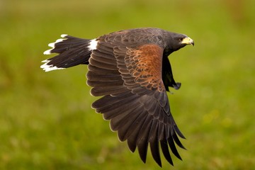 Harris Hawk, parabuteo unicinctus in Flight