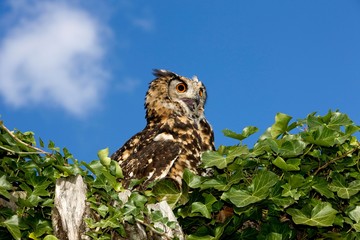 Cape Eagle Owl, bubo capensis