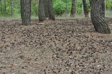 bumps on the ground