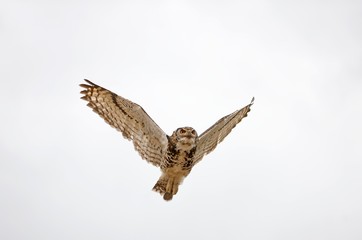 Cape Eagle Owl, bubo capensis in Flight