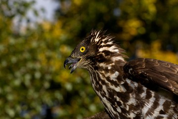 Honey Buzzard, pernis apivorus, Portrait calling, Normandy
