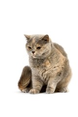 Blue Cream British Shorthair Domestic Cat, Female sitting against White Background