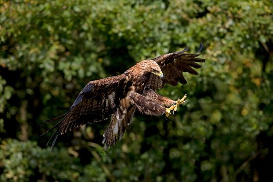 Imperial Eagle, aquila heliaca, in Flight