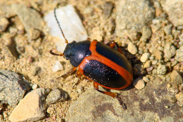 Beetle (Colaspidema dufouri)