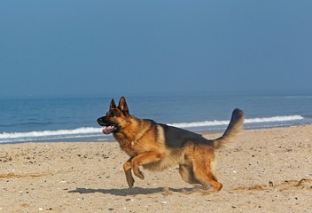 Fototapeta na wymiar German Shepherd, Male running on Beach in Normandy