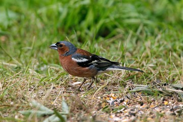 Common Chaffinch, fringilla coelebs, Male standing on Grass, Normandy
